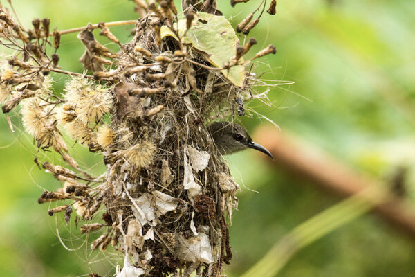 Purple Rumped Sunbird (Female)