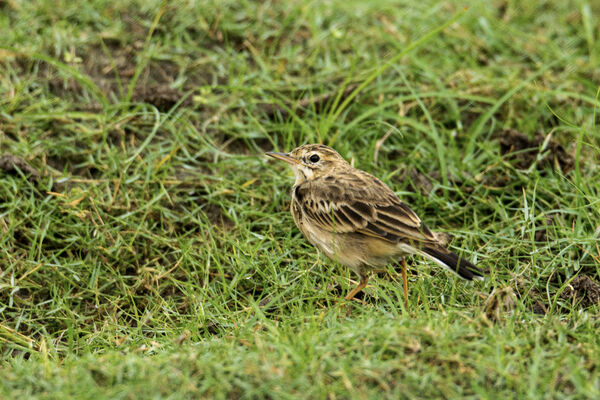 Rufous Winged Bushlark