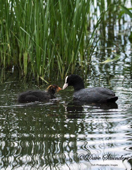 Coot and chick