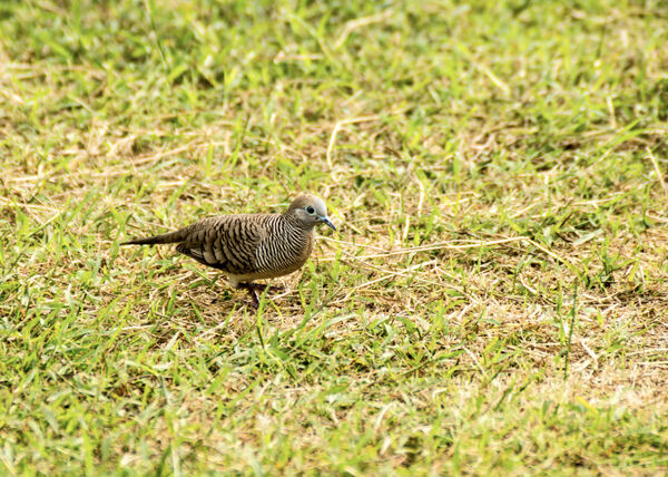 Zebra Dove