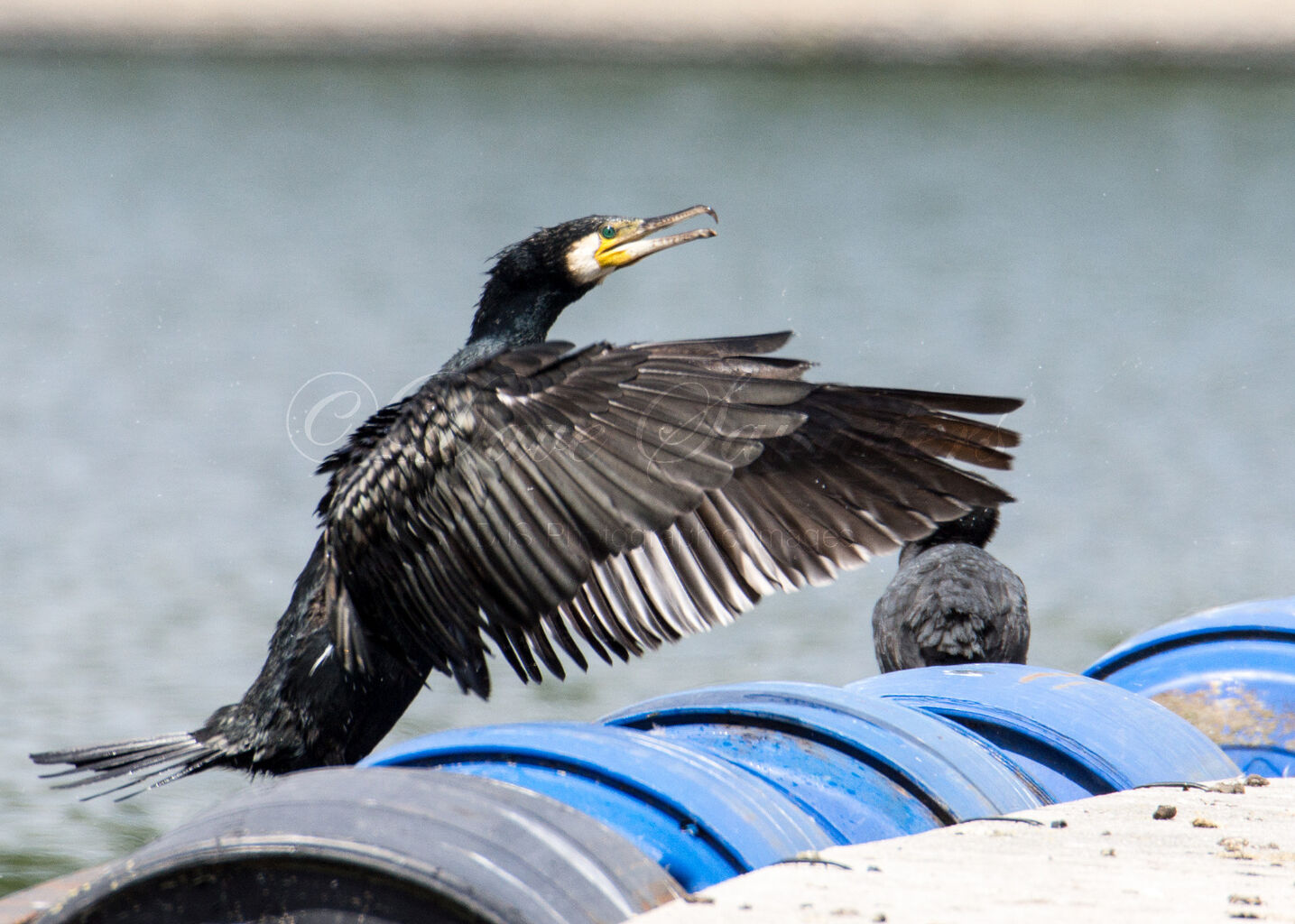 Cormorant exiting the water