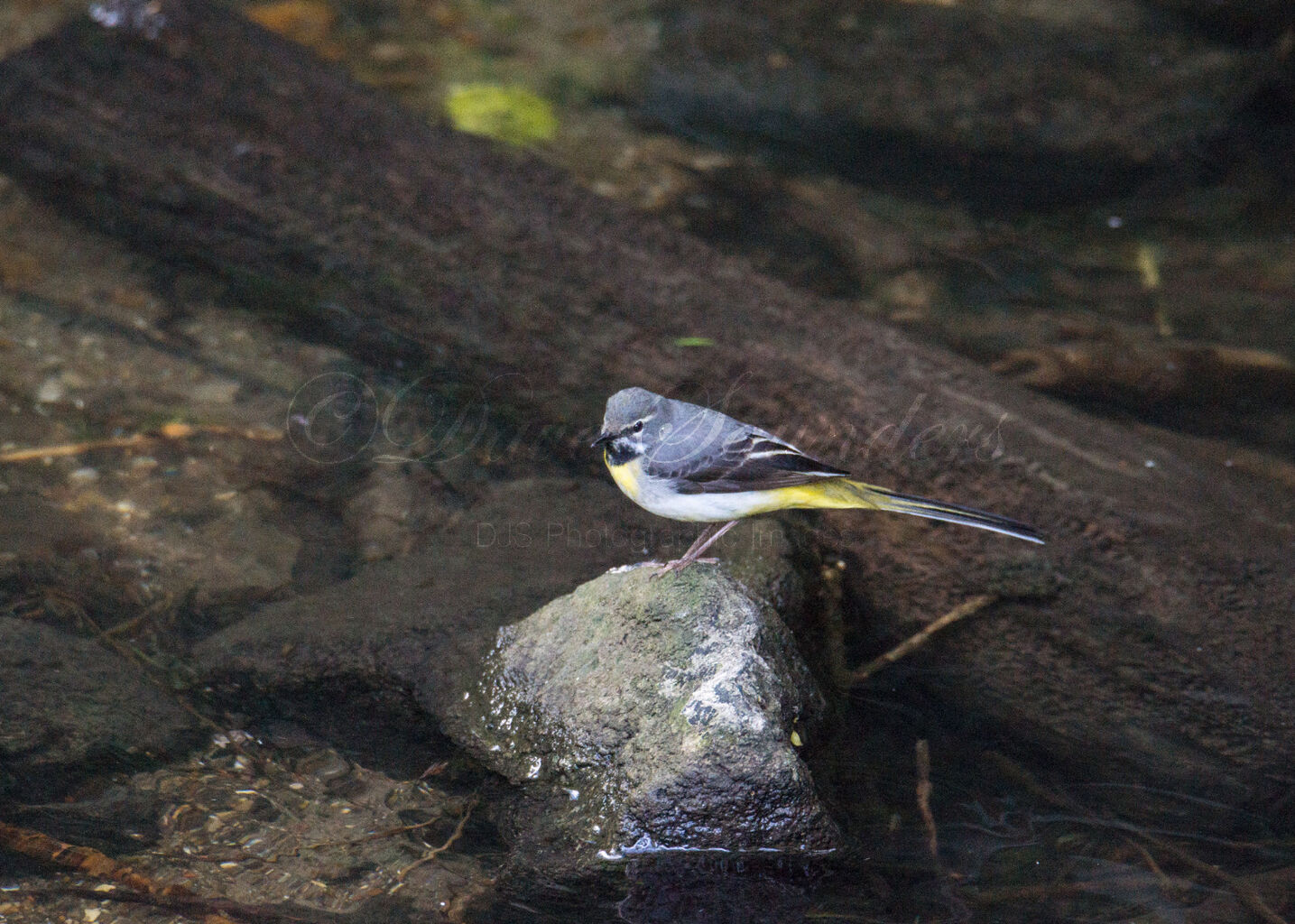 Grey Wagtail