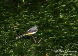 Grey Wagtail
