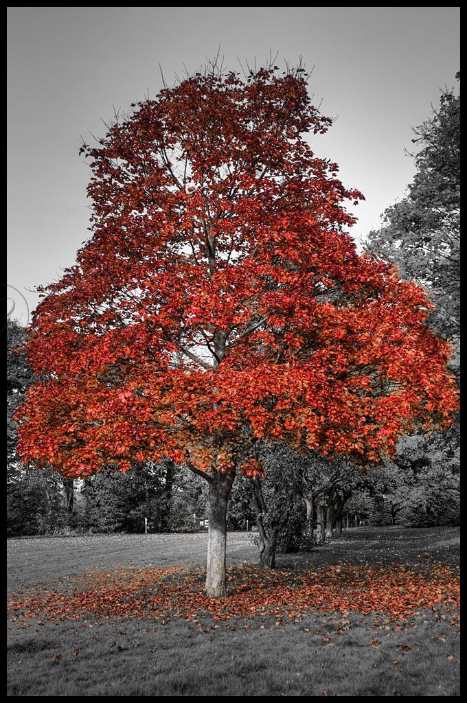 Autumn Tree