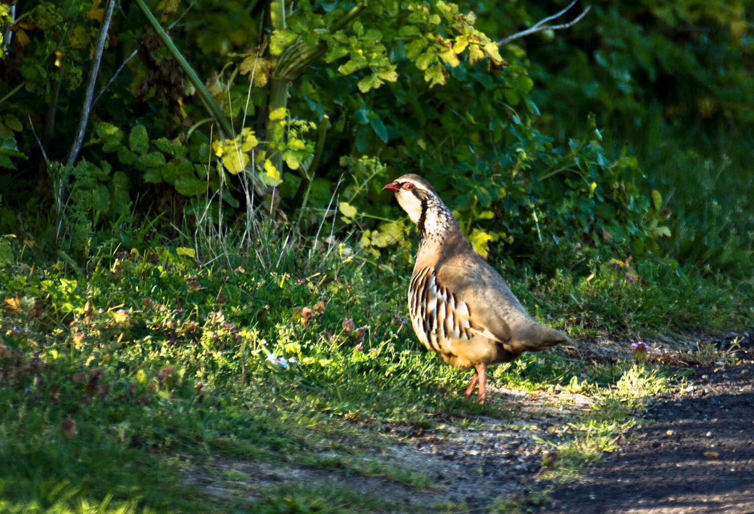 Red Legged Partridge