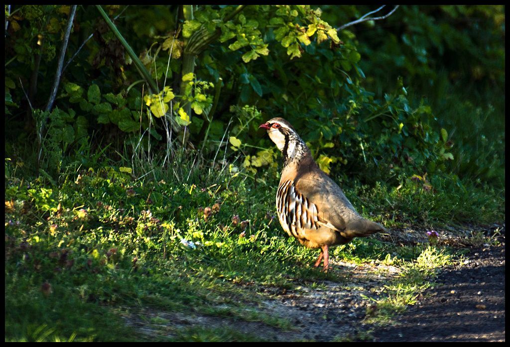 Red Legged Partridge