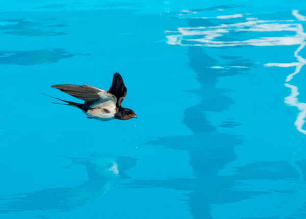 Barn Swallow