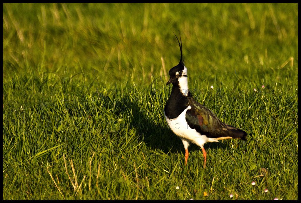 Lapwing (Peewit)