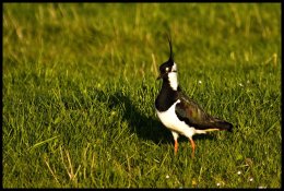 Lapwing (Peewit)