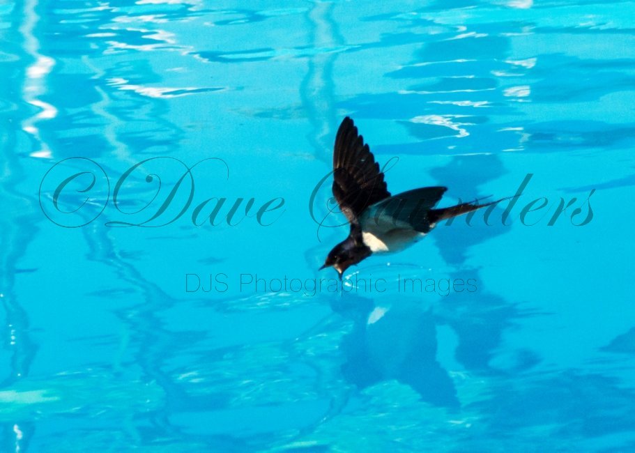 Barn Swallow