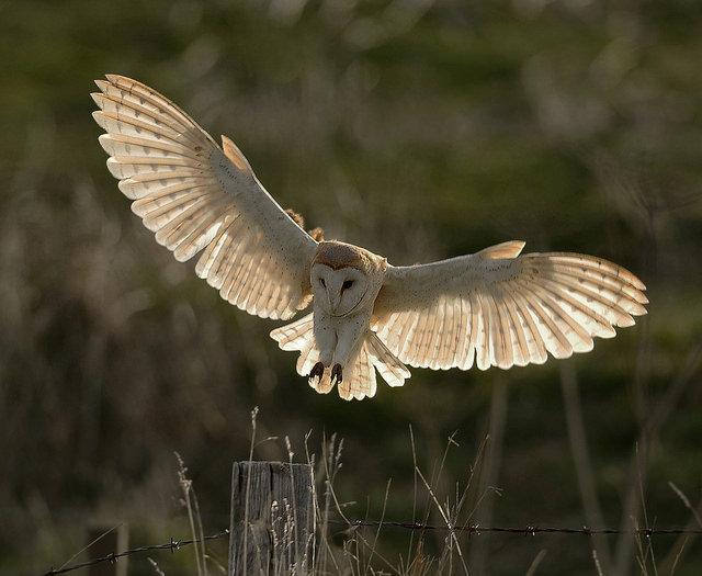 BWPA 2016