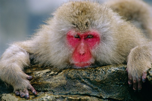 Indian and Asian Mammals