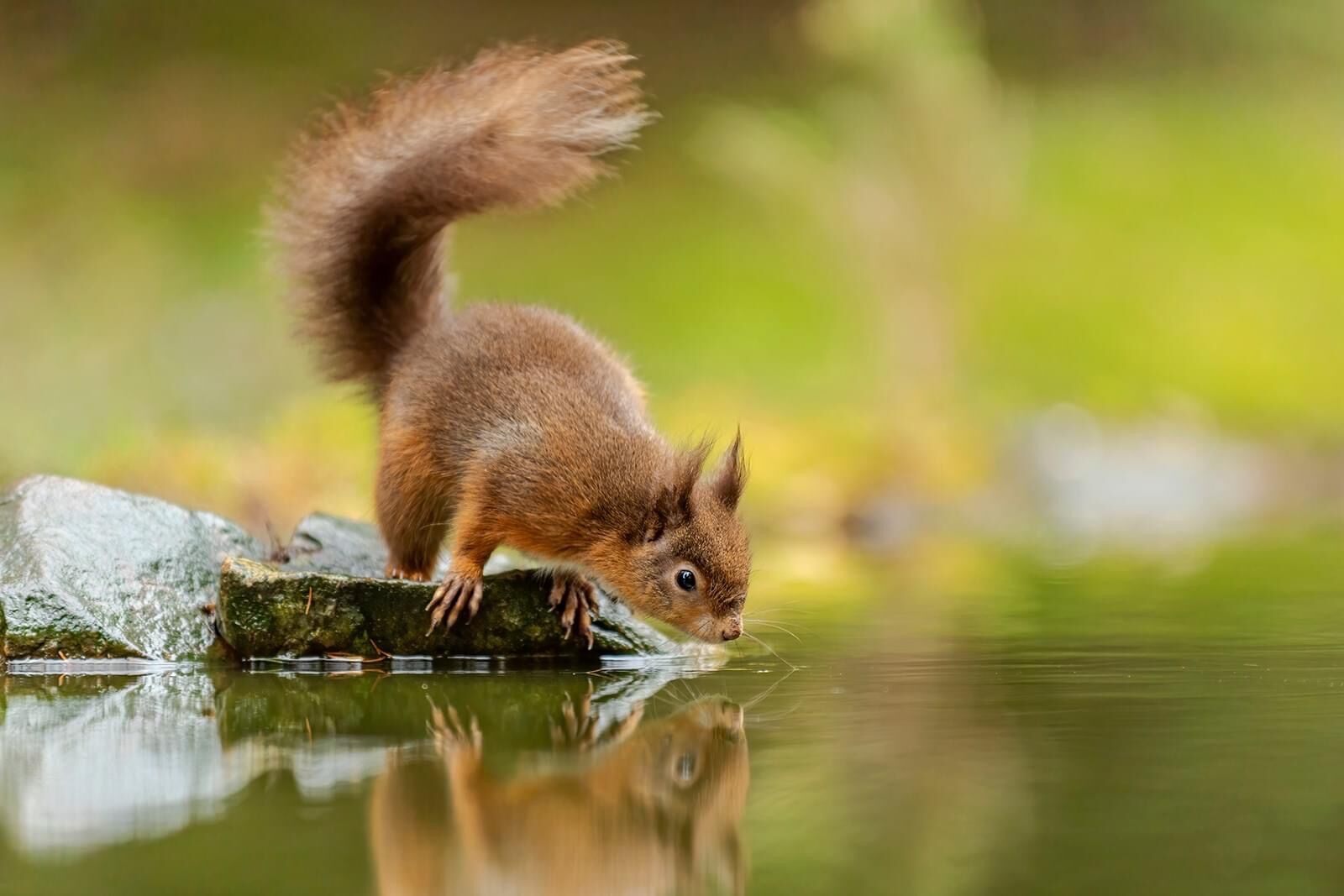 Red Squirrel, Sciurus vulgaris