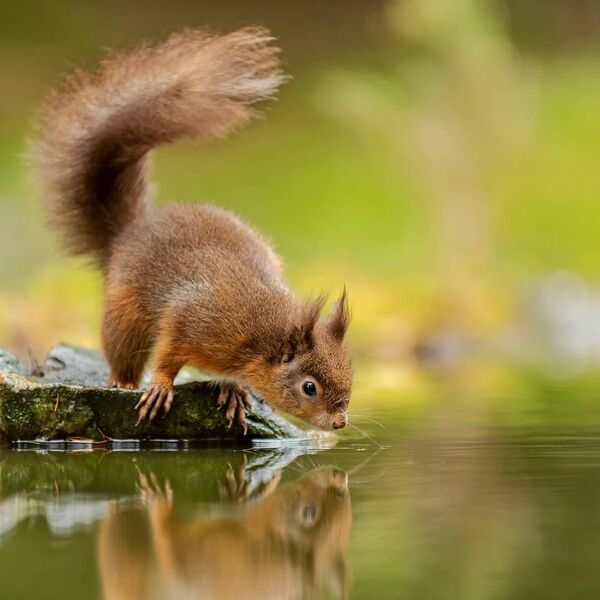Red Squirrel, Sciurus vulgaris
