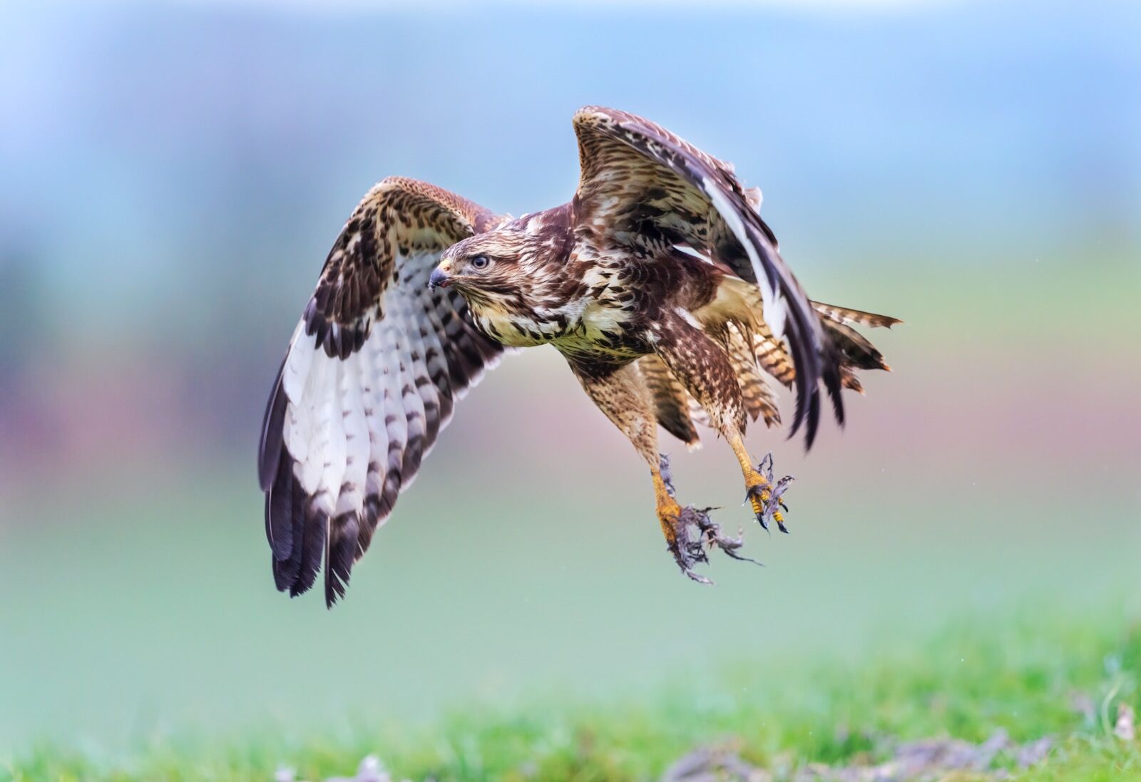 Buzzard in flight