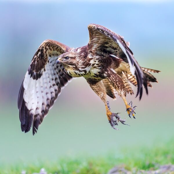 Buzzard in flight