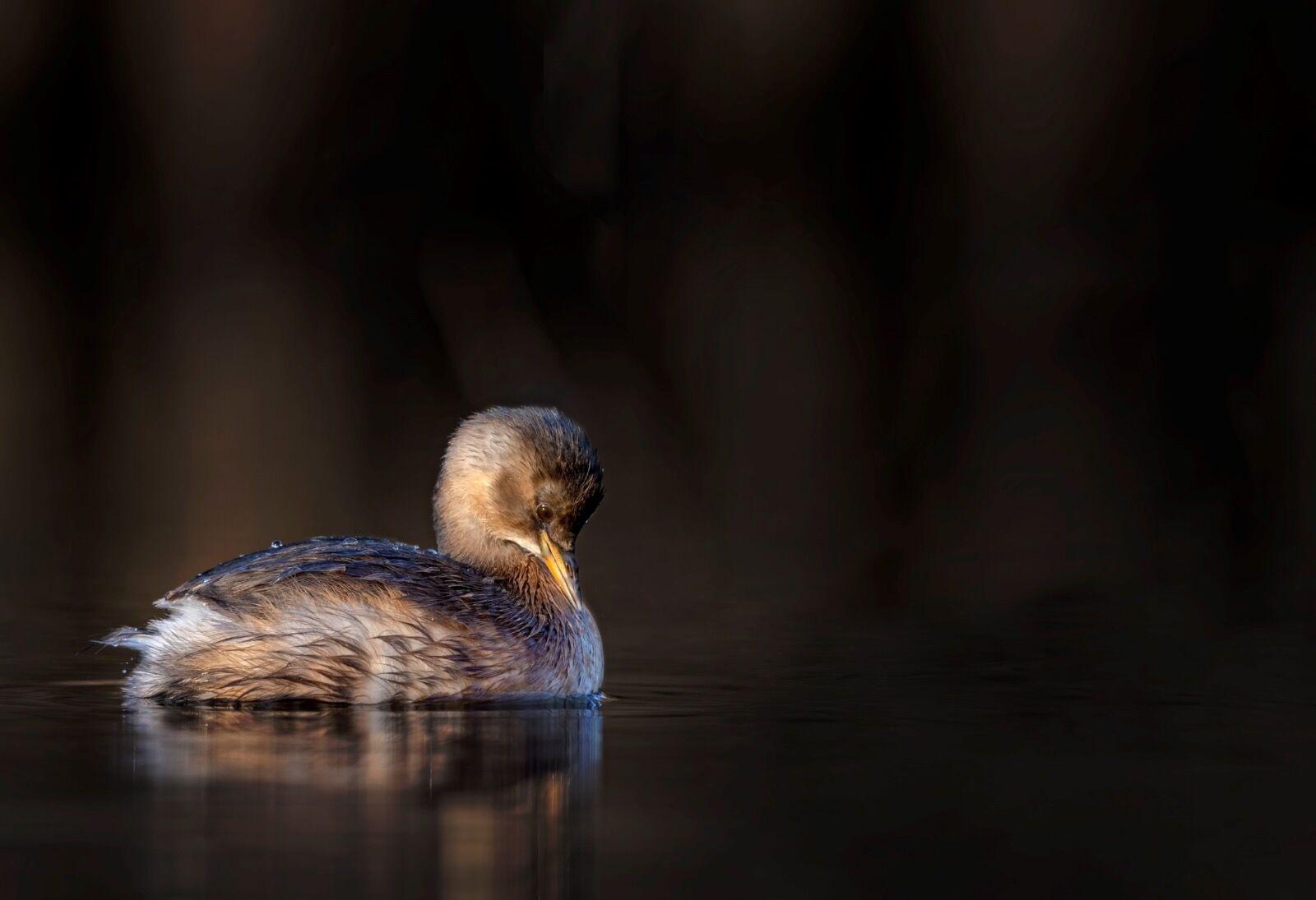 Little grebe, Tachybaptus ruficollis