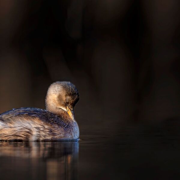 Little grebe, Tachybaptus ruficollis