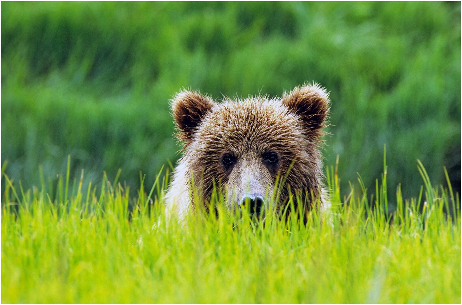 Grizzly bear Ursus arctos horibilis