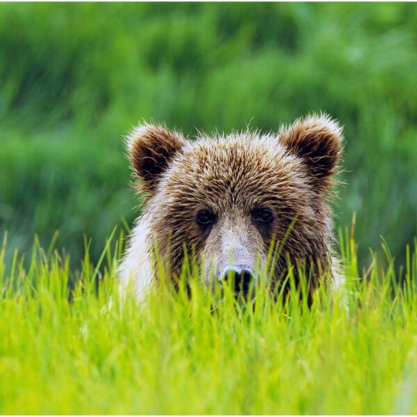 Grizzly bear Ursus arctos horibilis