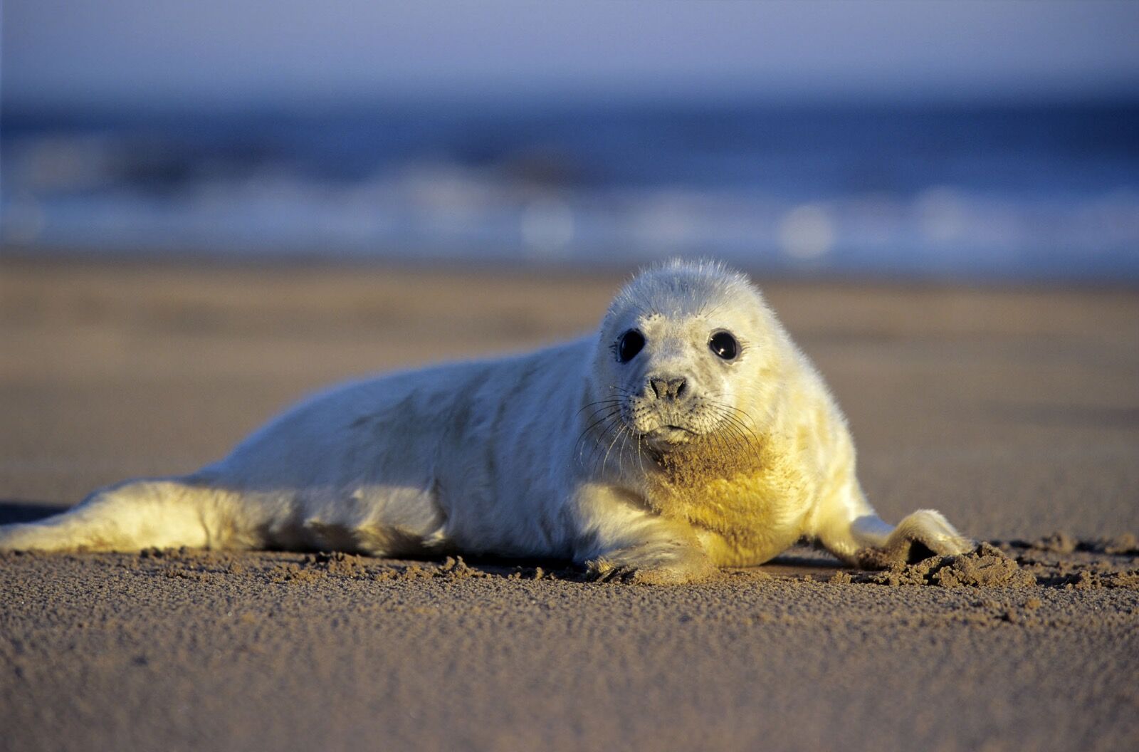 Grey seal, Halichoerus grypus