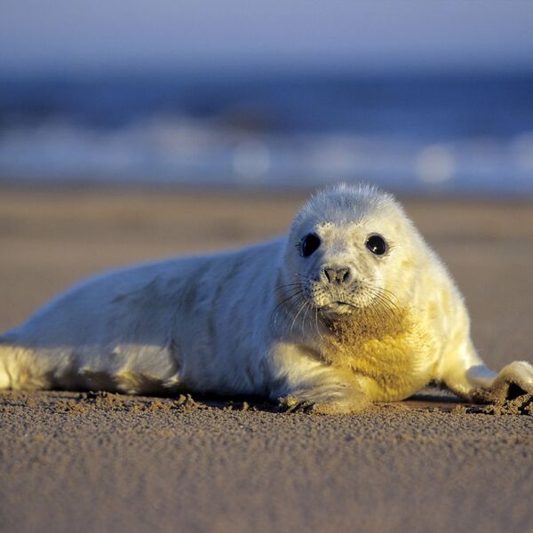 Grey seal, Halichoerus grypus