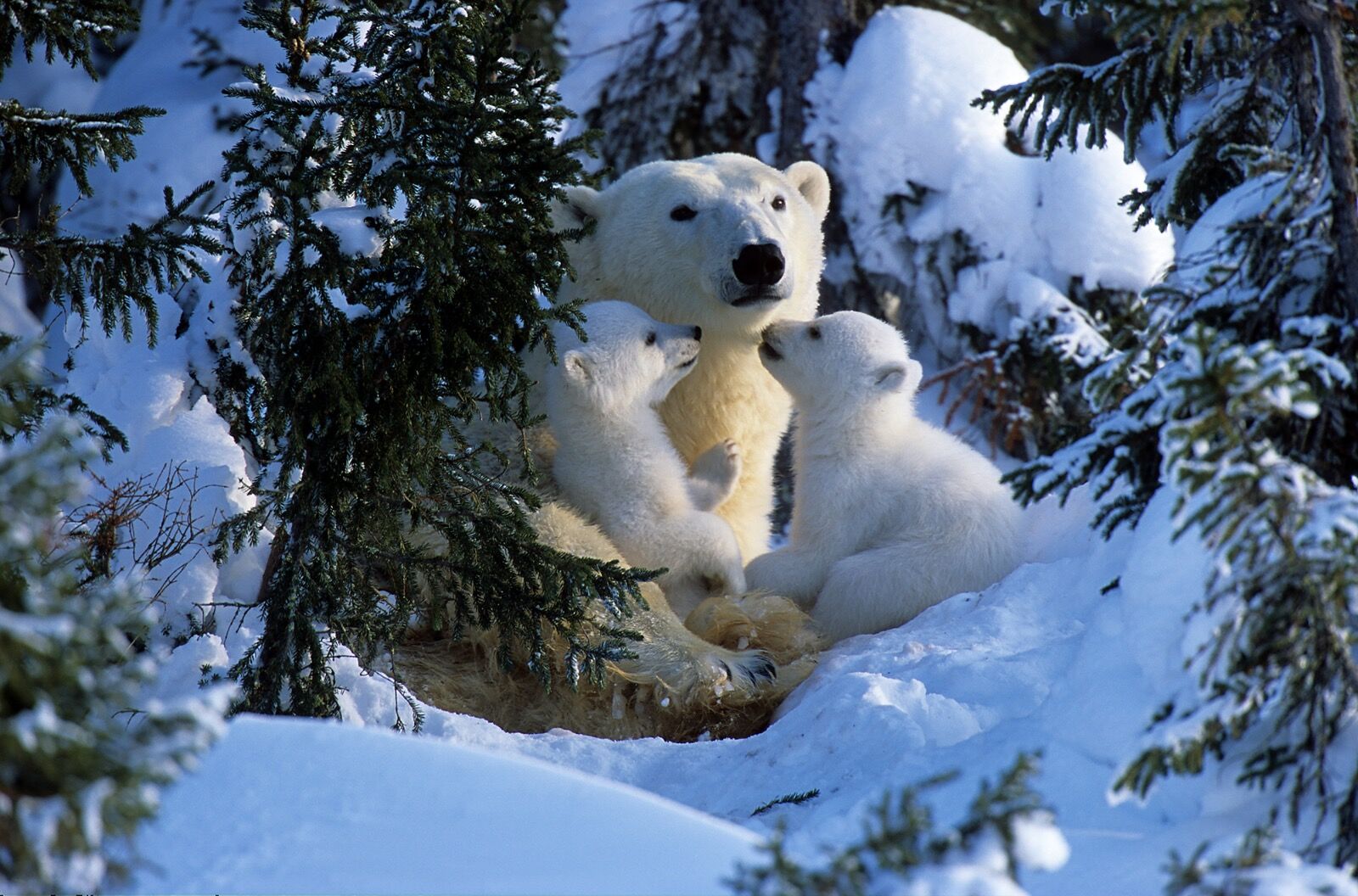 Polar bear, Ursus maritimus
