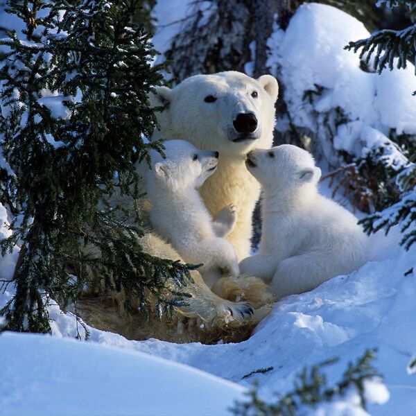 Polar bear, Ursus maritimus