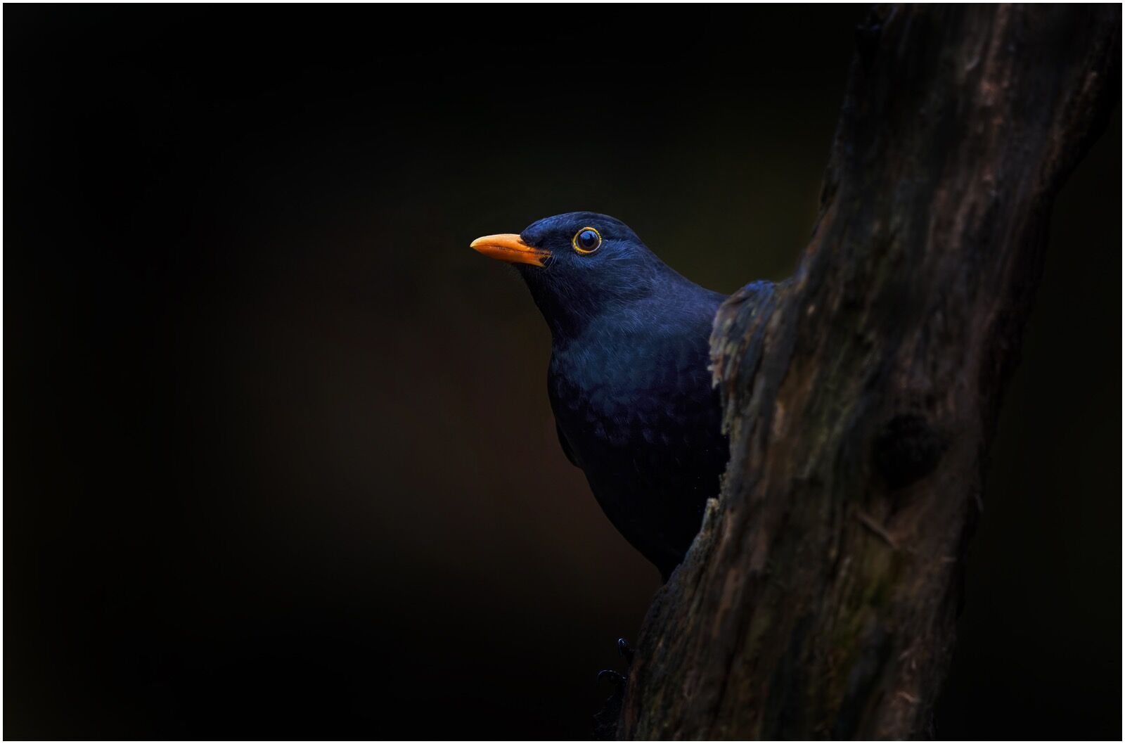 Blackbird, Turdus Merula