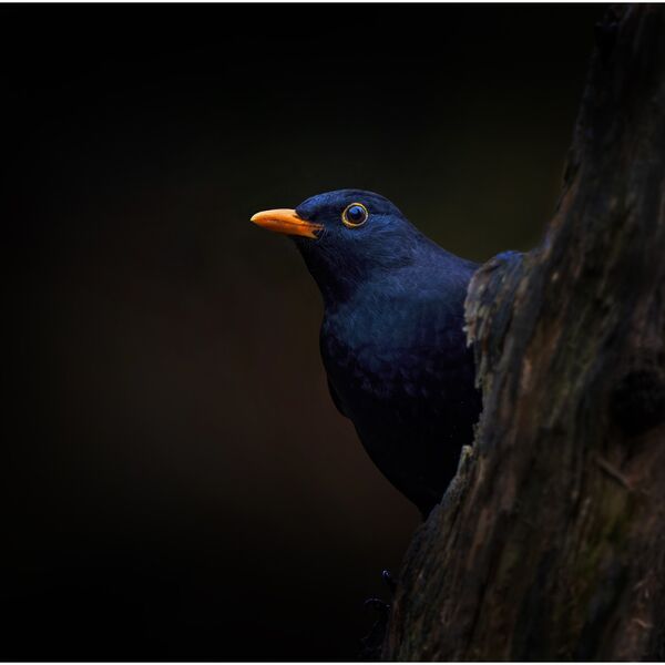 Blackbird, Turdus Merula