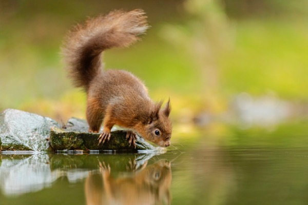 European Mammals
