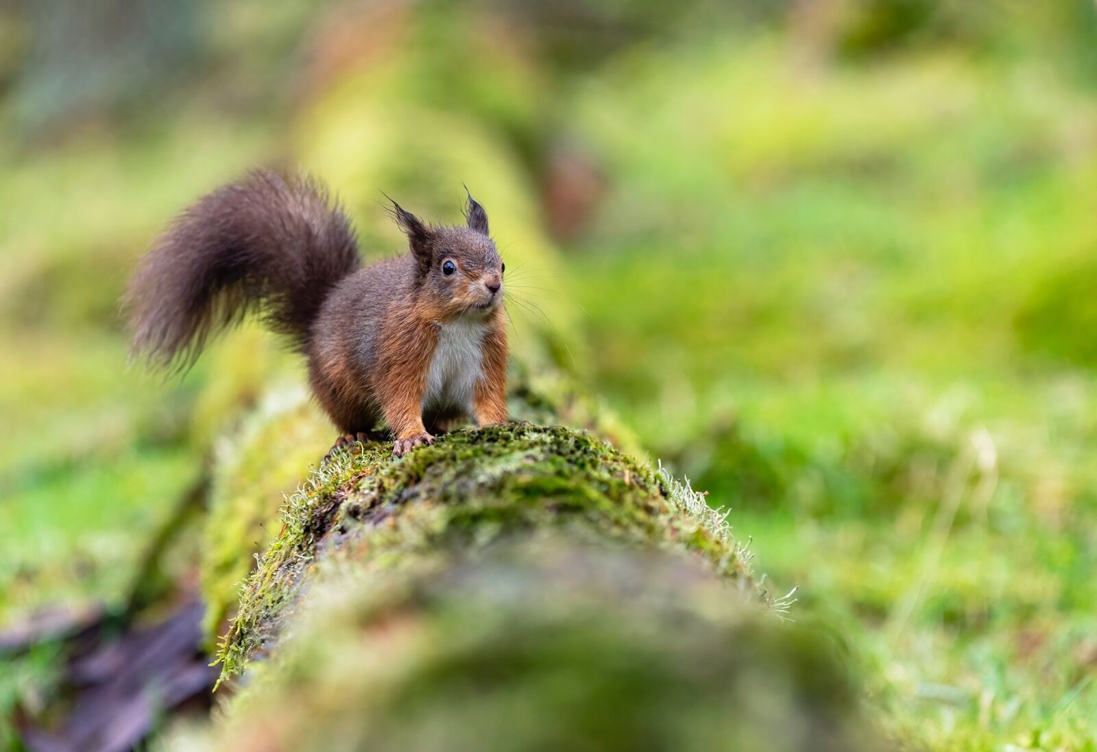 Red squirrel, Sciurus vulgaris,