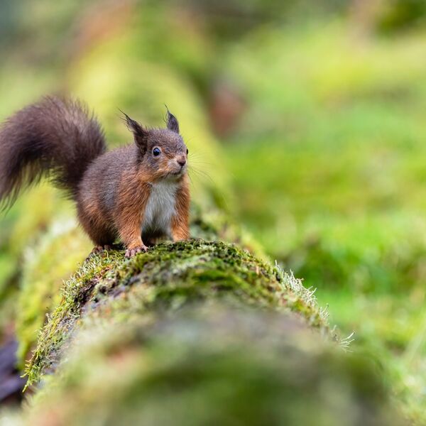 Red squirrel, Sciurus vulgaris,