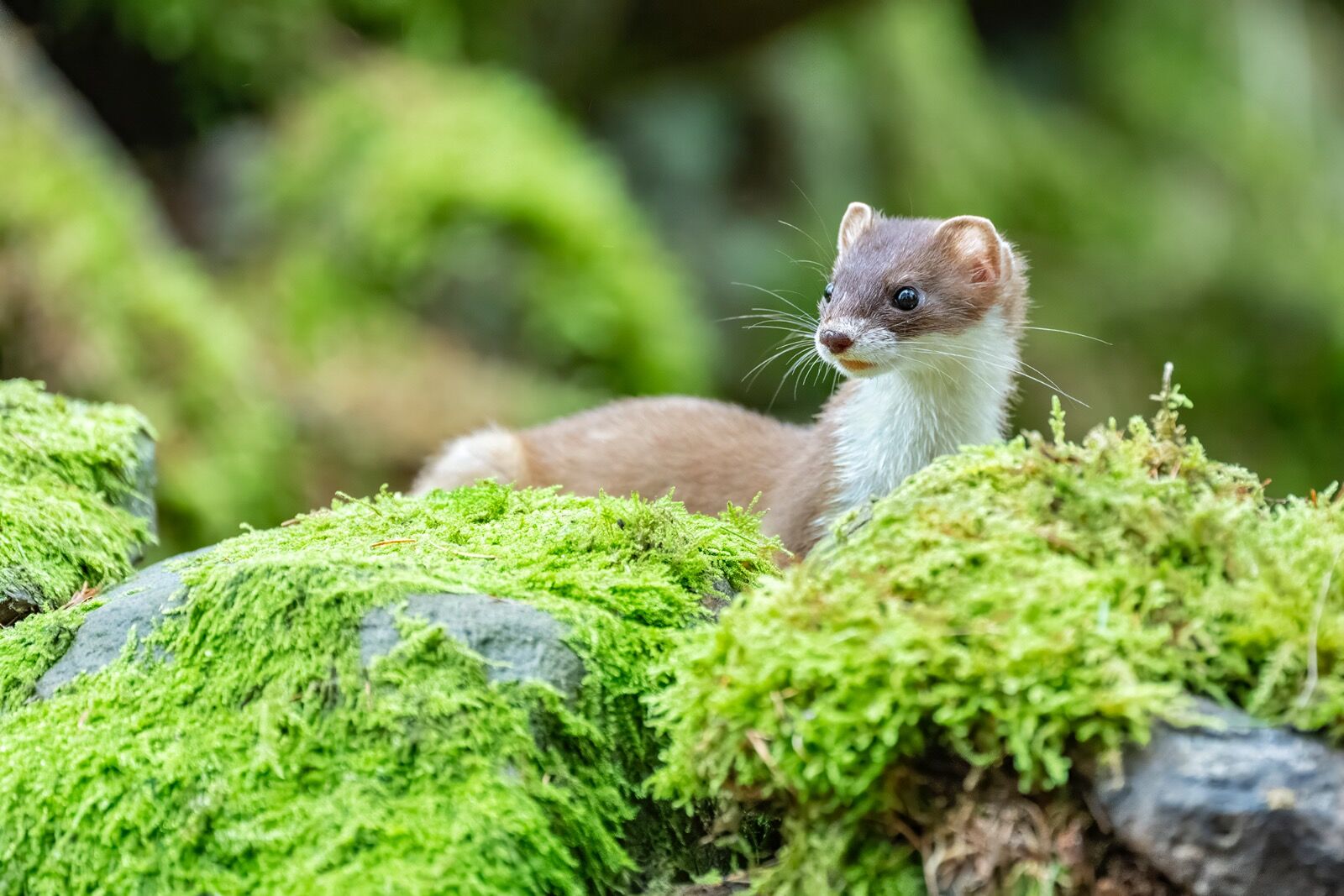 Stoat, Mustela erminea