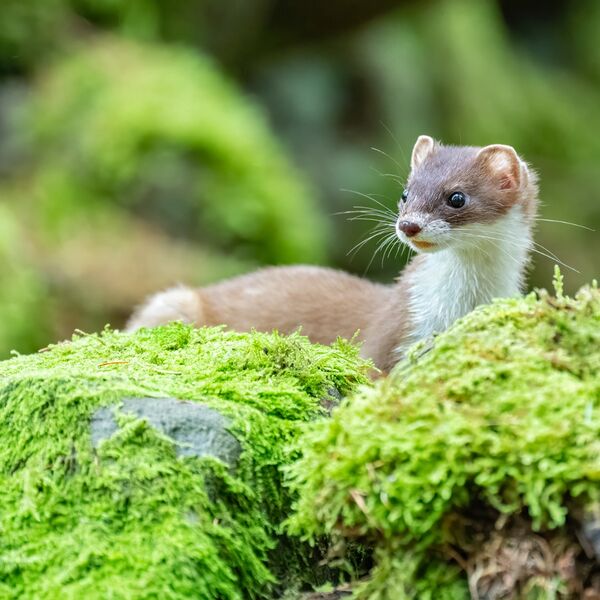 Stoat, Mustela erminea
