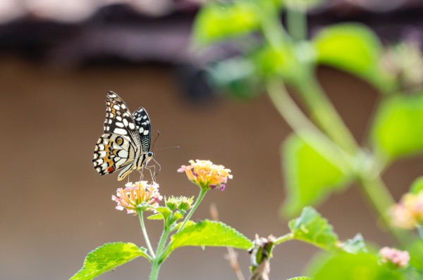 Butterflies and insects
