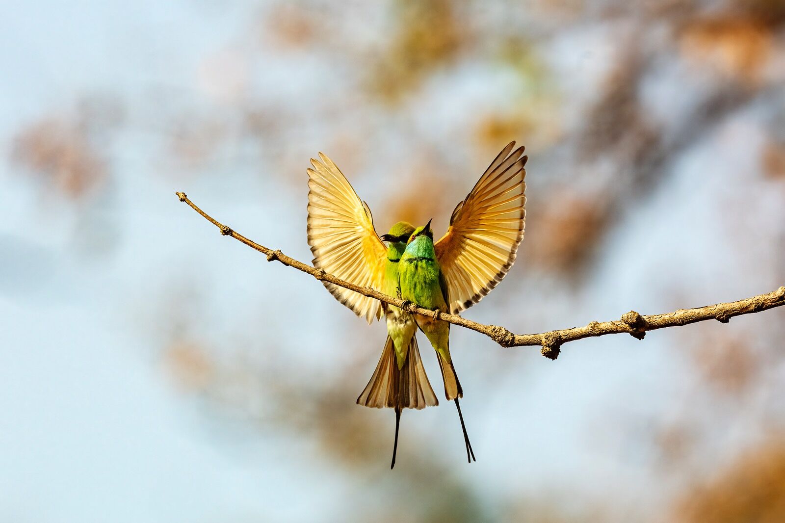Asiatic bee-eaters