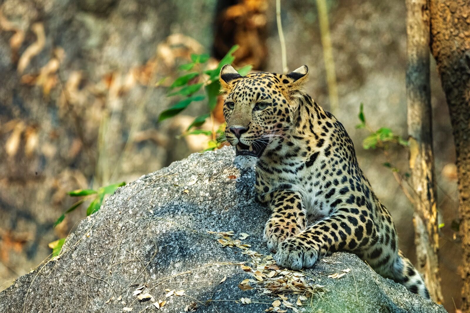 Leopard