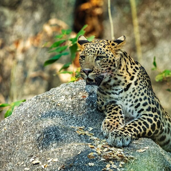 Leopard
