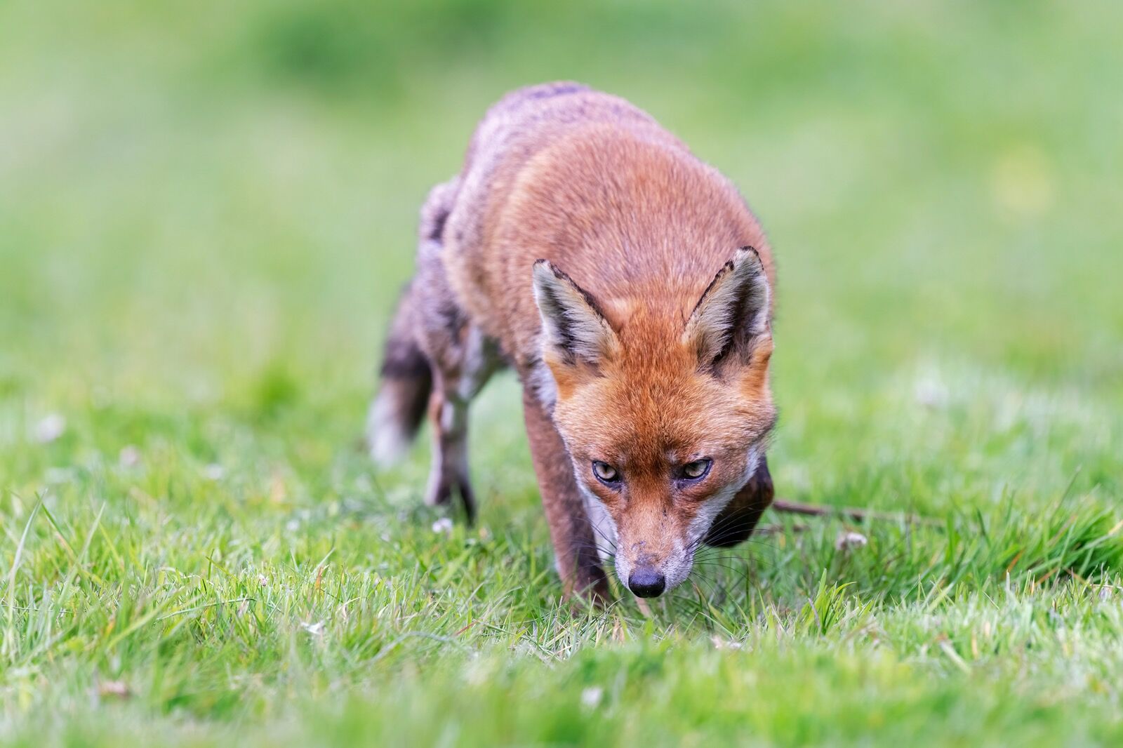 Red fox, Vulpes vulpes