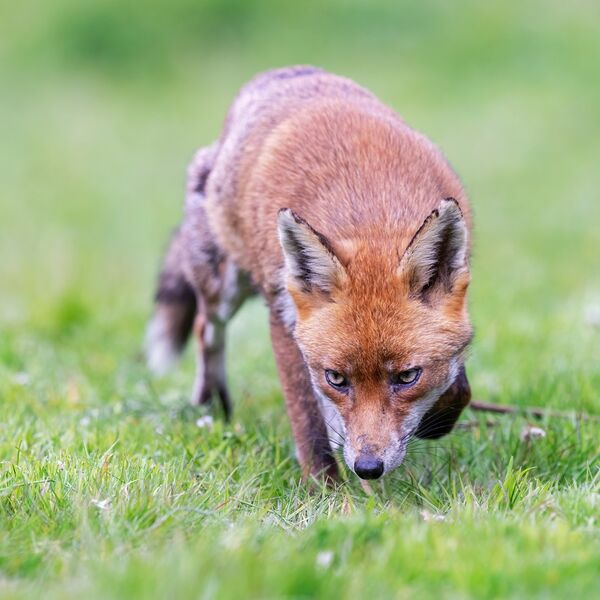 Red fox, Vulpes vulpes