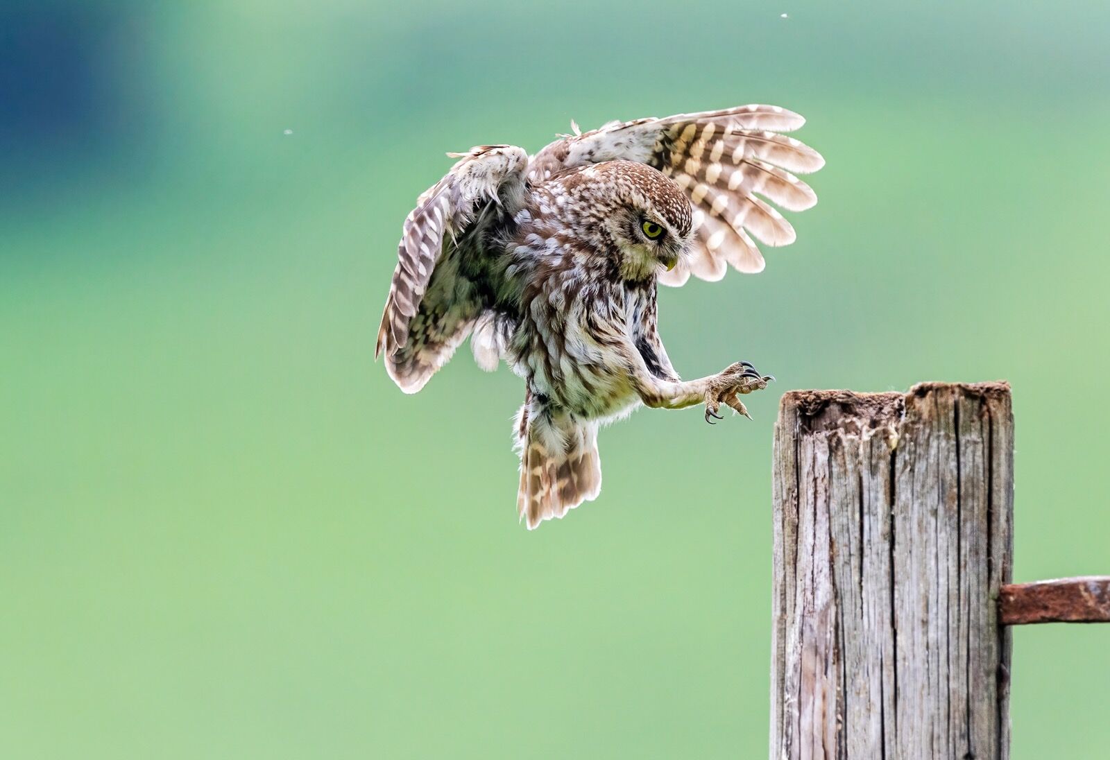 Little owl, Athene Noctua