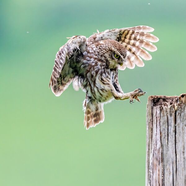 Little owl, Athene Noctua