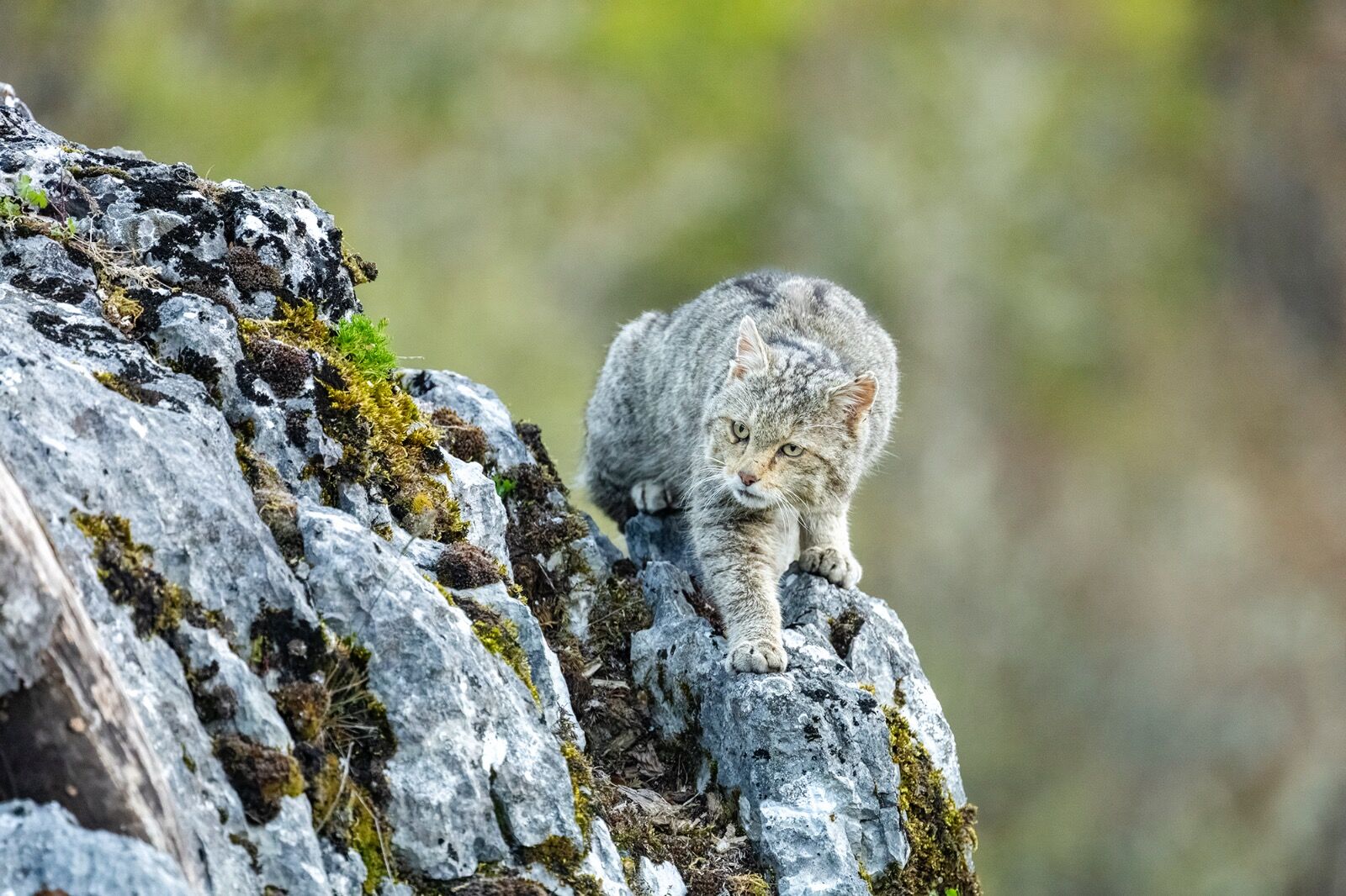 European wildcat