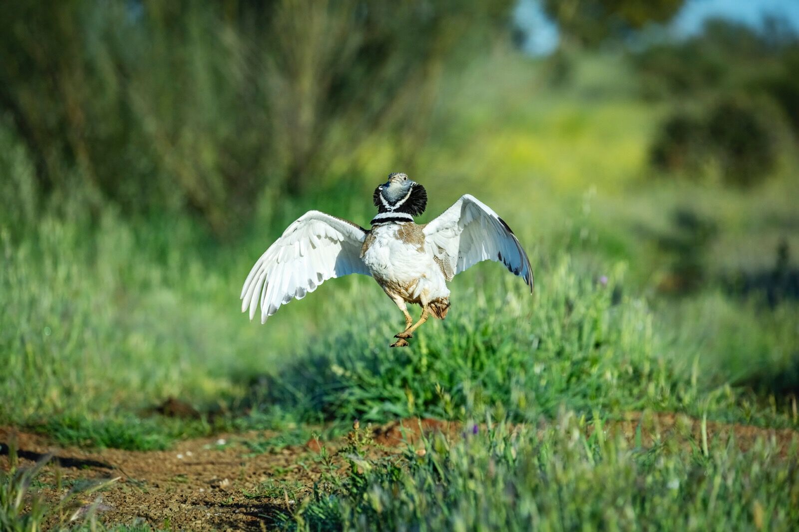 Little bustard, Tetrax tetrax