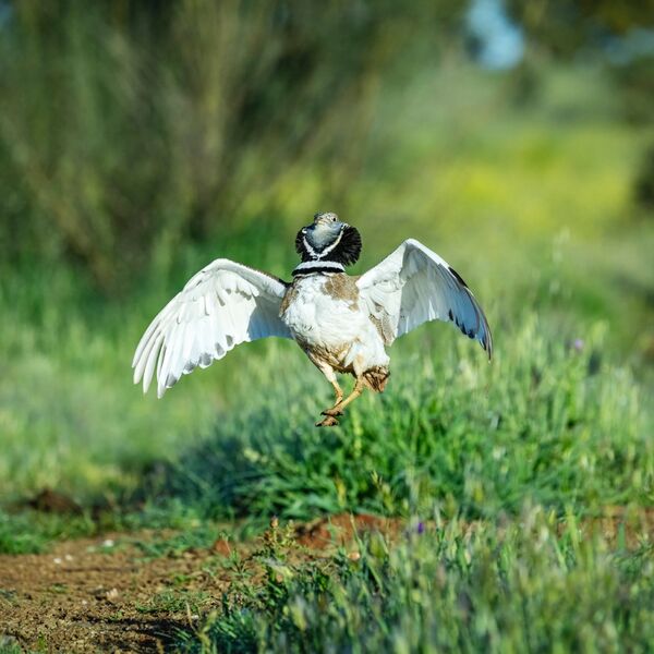 Little bustard, Tetrax tetrax