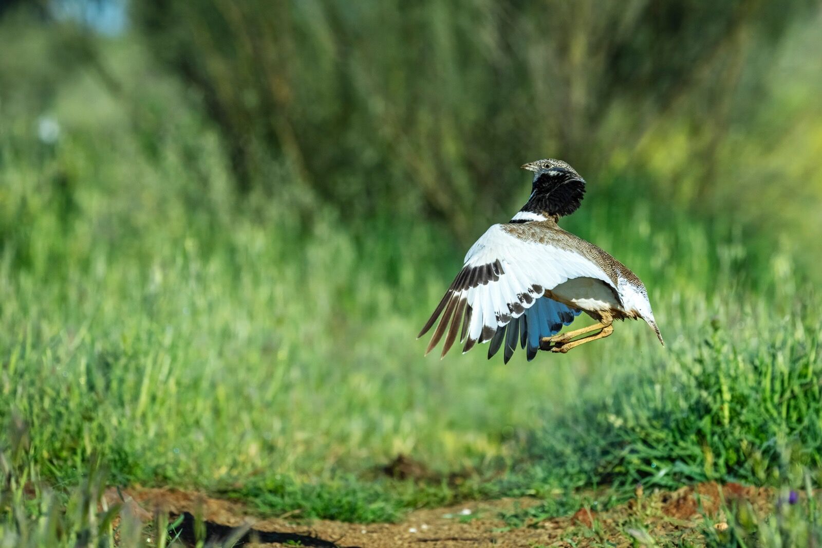 Little bustard, Tetrax tetra