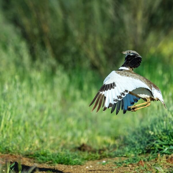 Little bustard, Tetrax tetra