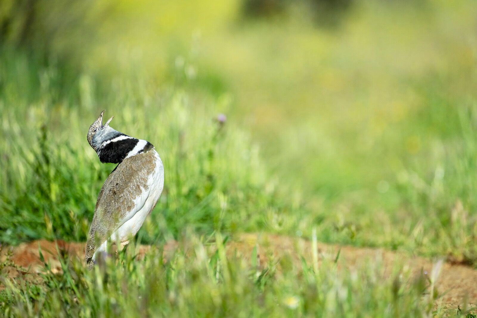 Little Bustard, Tetrax tetra