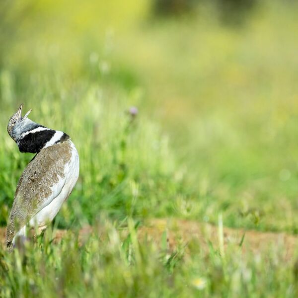 Little Bustard, Tetrax tetra